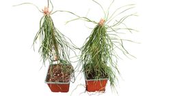 Pinheiro silvestre, pinheiro silvestre, pinheiro silvestre, Pinus sylvestris