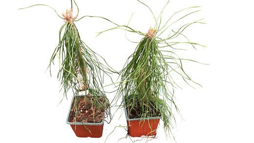 Pinheiro silvestre, pinheiro silvestre, pinheiro silvestre, Pinus sylvestris