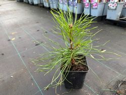 Pino albar, pino rojo, pino silvestre, Pinus sylvestris