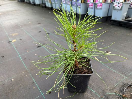 Pino albar, pino rojo, pino silvestre, Pinus sylvestris