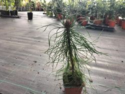 Pinheiro silvestre, pinheiro silvestre, pinheiro silvestre, Pinus sylvestris