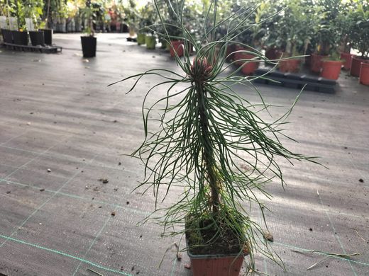Pinheiro silvestre, pinheiro silvestre, pinheiro silvestre, Pinus sylvestris