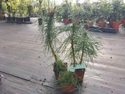 Pinheiro silvestre, pinheiro silvestre, pinheiro silvestre, Pinus sylvestris