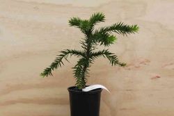 Pino araucaria, araucaria araucana en maceta