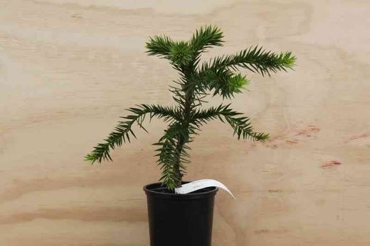 Pino araucaria, araucaria araucana en maceta
