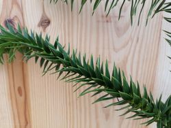 Pino araucaria, araucaria araucana en maceta