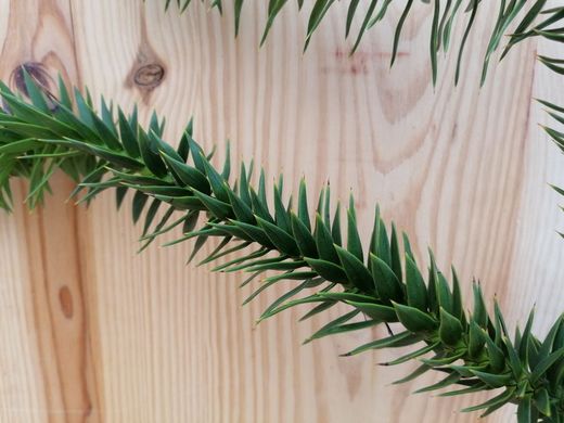 Pino araucaria, araucaria araucana en maceta