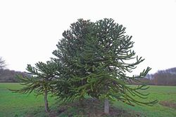 Pino araucaria, araucaria araucana en maceta