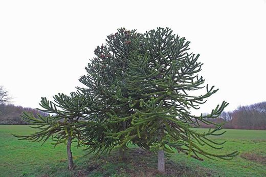 Pino araucaria, araucaria araucana en maceta