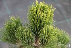 Pinus leucodermis 'Compact gem' - Pin des Balkans