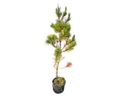 Pinus leucodermis 'Compact gem' - Pin des Balkans