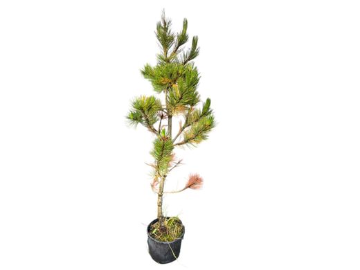 Pinus leucodermis 'Compact gem' - Pin des Balkans