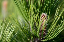 Pinus leucodermis 'Compact gem' - Pin des Balkans