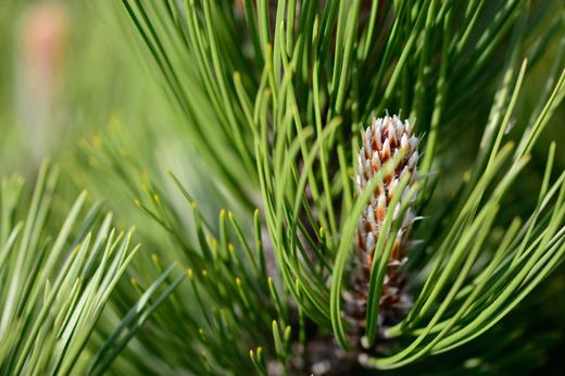 Pinus leucodermis 'Compact gem' - Pin des Balkans
