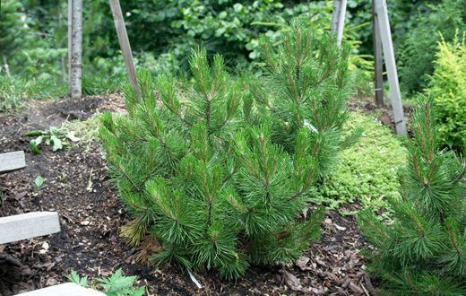 Pinus leucodermis 'Compact gem' - Pin des Balkans
