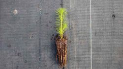 Pino insignis, insigne, pino de monterrey, Pinus radiata