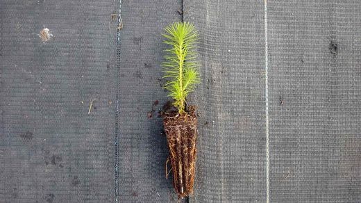 Pino insignis, insigne, pino de monterrey, Pinus radiata