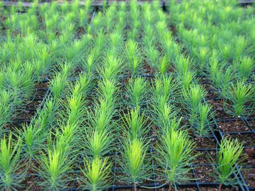 Pino insignis, insigne, pino de monterrey, Pinus radiata