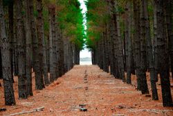 Pino insignis, insigne, pino de monterrey, Pinus radiata