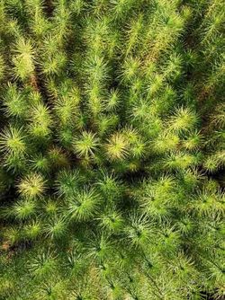 Pino insignis, insigne, pino de monterrey, Pinus radiata