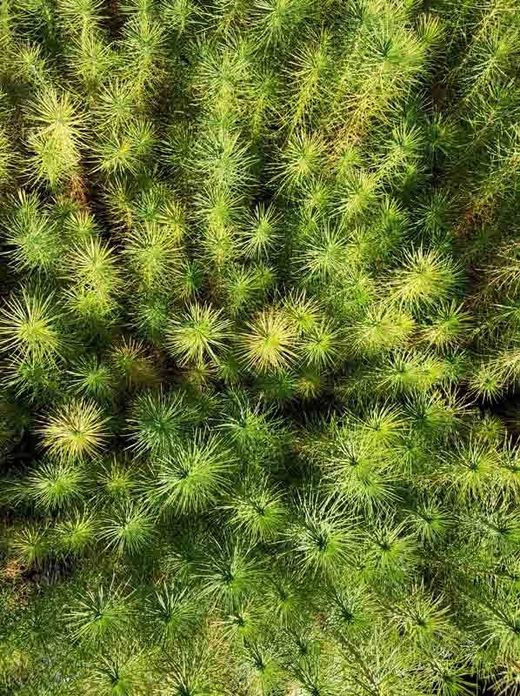 Pino insignis, insigne, pino de monterrey, Pinus radiata