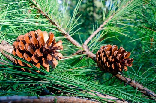 Pinheiro marítimo, pinheiro galego, pinheiro preto, Pinus pinaster