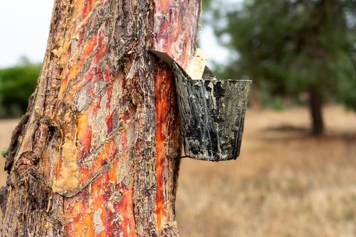 Pinheiro marítimo, pinheiro galego, pinheiro preto, Pinus pinaster