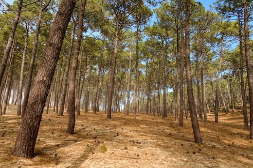 Pinheiro marítimo, pinheiro galego, pinheiro preto, Pinus pinaster