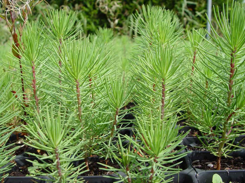 Vente De Pinus Pinaster Le Pin Maritime Pour Le Bois Et La Résine — Plantamus Pépinière En Ligne