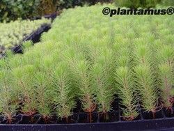 Pinheiro marítimo, pinheiro galego, pinheiro preto, Pinus pinaster