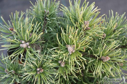 Pin mugo d'Allgäu, Pinus mugo 'Allgäu'