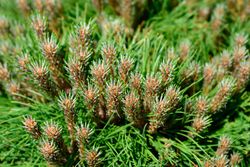 Pino negro de bola, Pinus nigra Marie Bregeon