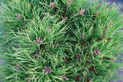 Pino negro de bola, Pinus nigra Marie Bregeon