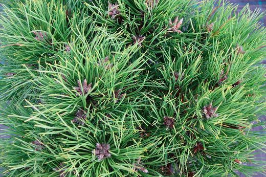 Pino negro de bola, Pinus nigra Marie Bregeon