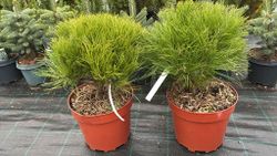 Pino negro de bola, Pinus nigra Marie Bregeon