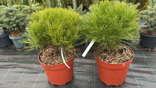 Pino negro de bola, Pinus nigra Marie Bregeon