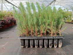 Pinheiro de pedra, pinheiro manso, Pinus pinea