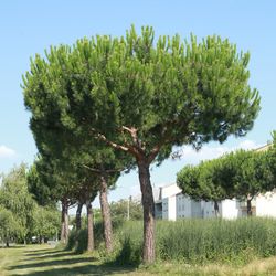 Pinheiro de pedra, pinheiro manso, Pinus pinea