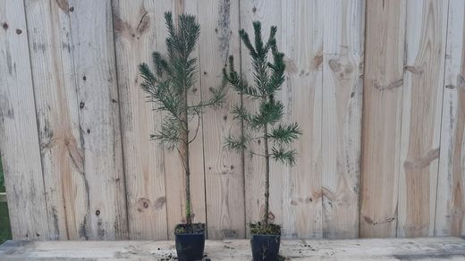 Pino silvestre, Pinus sylvestris en maceta