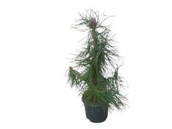 Pino silvestre, Pinus sylvestris en maceta