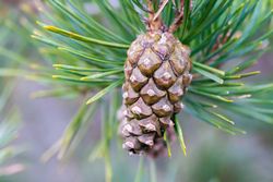 Pino silvestre, Pinus sylvestris en maceta