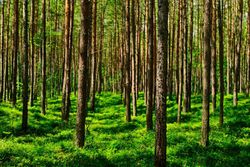 Pino silvestre, Pinus sylvestris en maceta