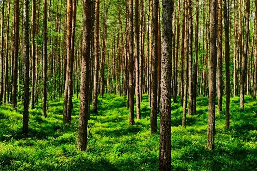 Pino silvestre, Pinus sylvestris en maceta