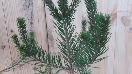 Pino silvestre, Pinus sylvestris en maceta