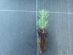Pin à encens - Pinus taeda
