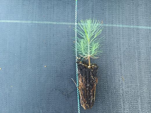 Pin à encens - Pinus taeda