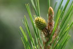 Pin à encens - Pinus taeda