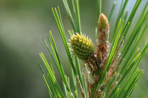 Pin à encens - Pinus taeda