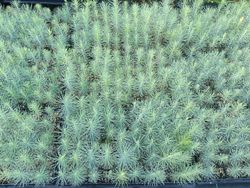 Pin à encens - Pinus taeda