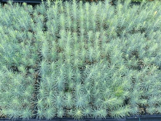 Pin à encens - Pinus taeda